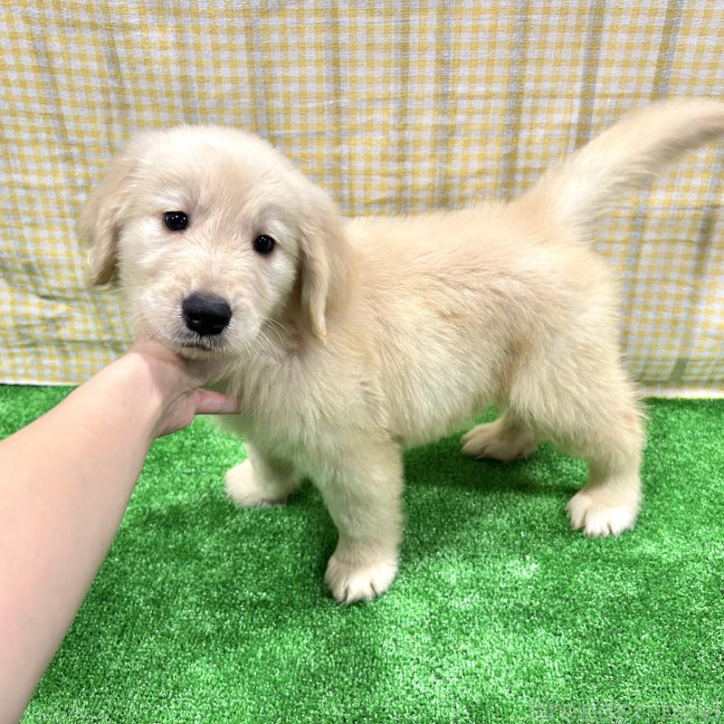 販売中の栃木県のゴールデンレトリーバー-421576の19枚目