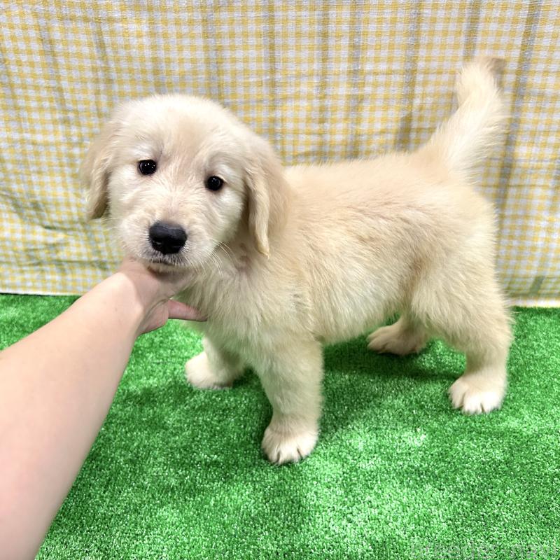 販売中の栃木県のゴールデンレトリーバー-421576の18枚目