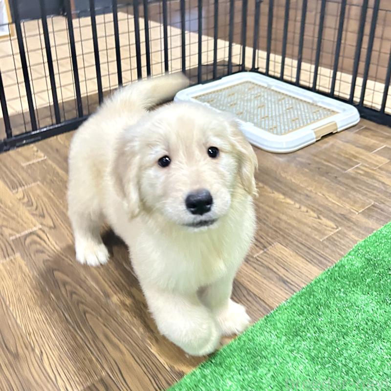 販売中の栃木県のゴールデンレトリーバー-421576の15枚目