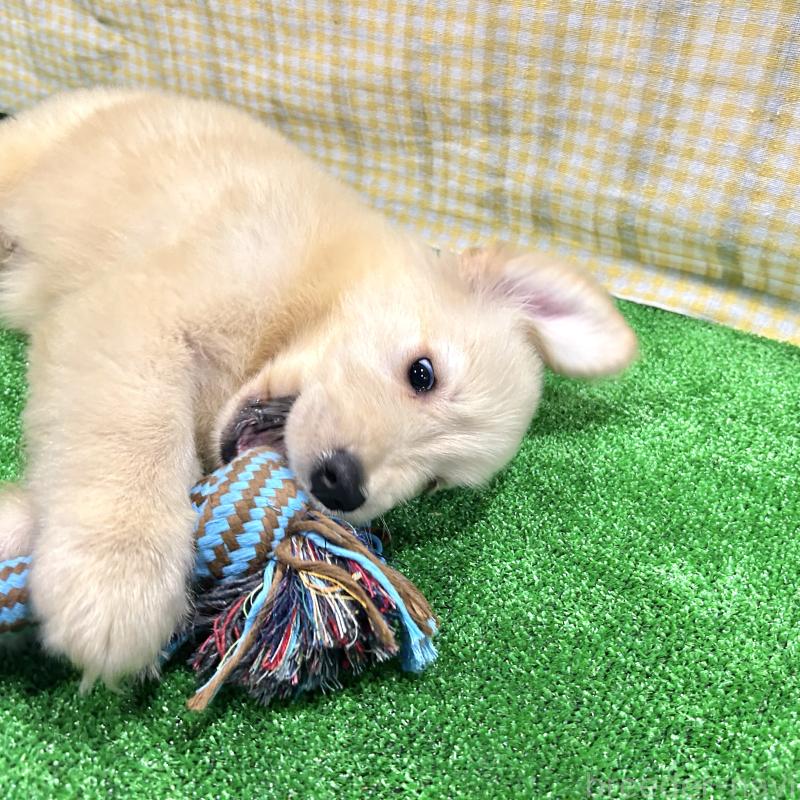 販売中の栃木県のゴールデンレトリーバー-421576の13枚目