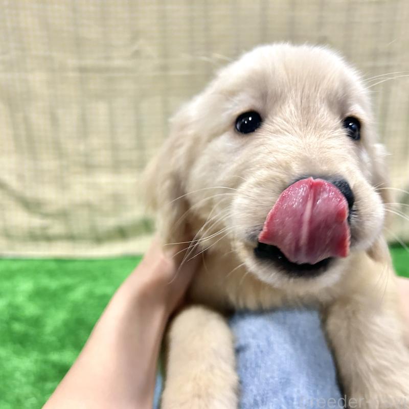 販売中の栃木県のゴールデンレトリーバー-421576の11枚目