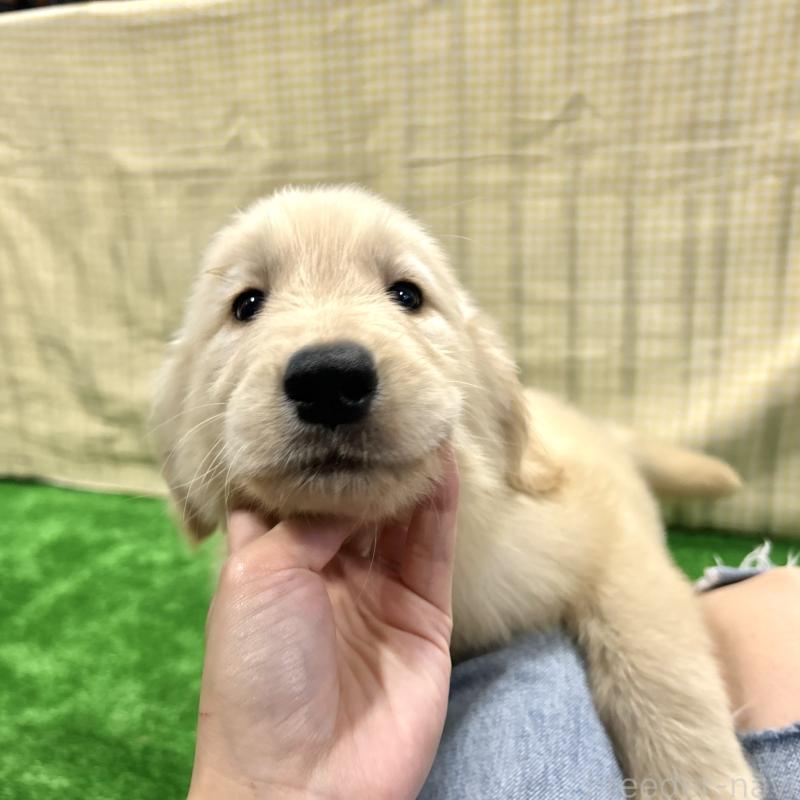 販売中の栃木県のゴールデンレトリーバー-421576の10枚目