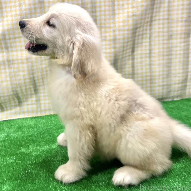 販売中の栃木県のゴールデンレトリーバー-421576の7枚目