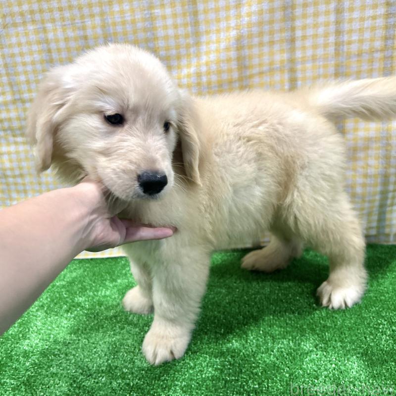 販売中の栃木県のゴールデンレトリーバー-421576の6枚目