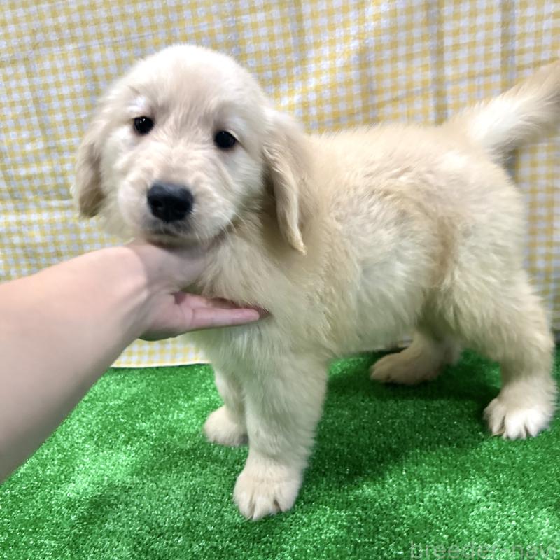 販売中の栃木県のゴールデンレトリーバー-421576の5枚目