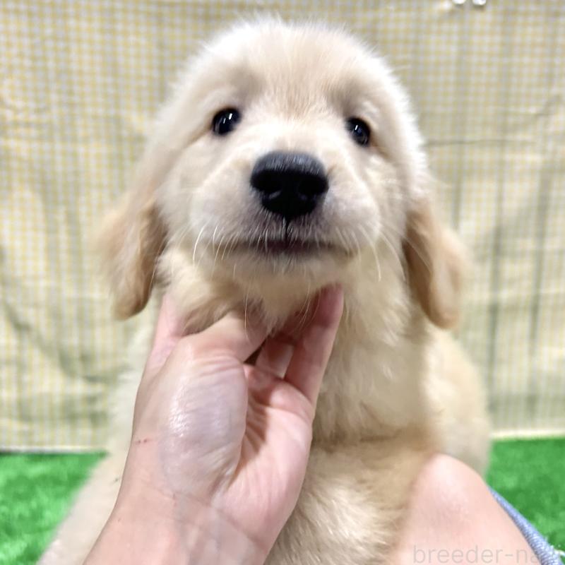 販売中の栃木県のゴールデンレトリーバー-421577の14枚目