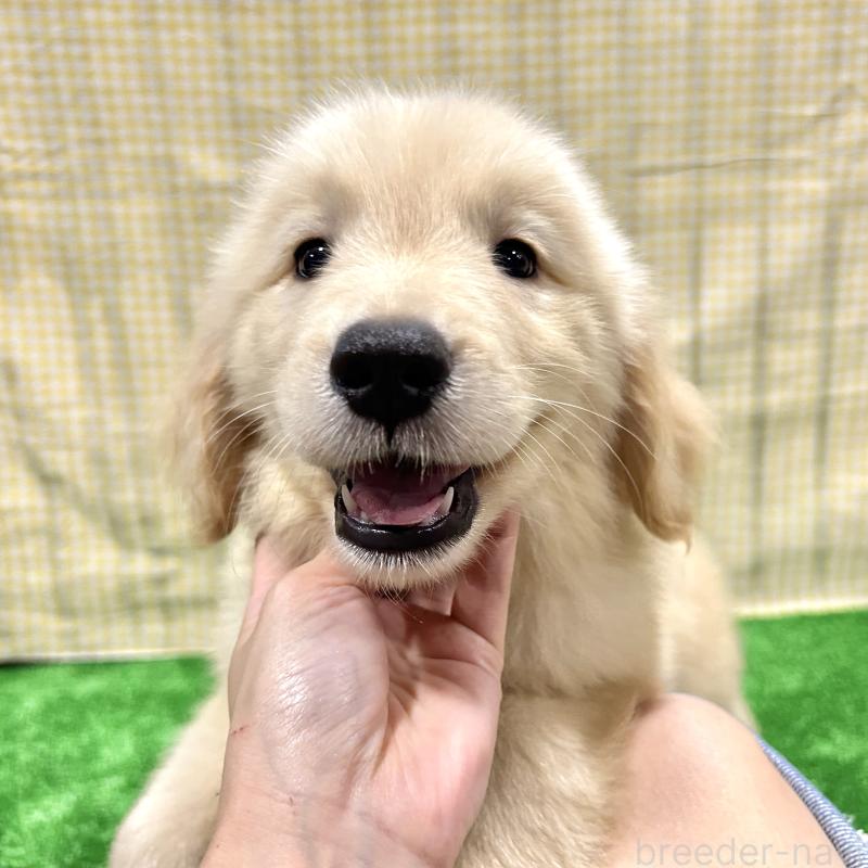 販売中の栃木県のゴールデンレトリーバー-421577の12枚目