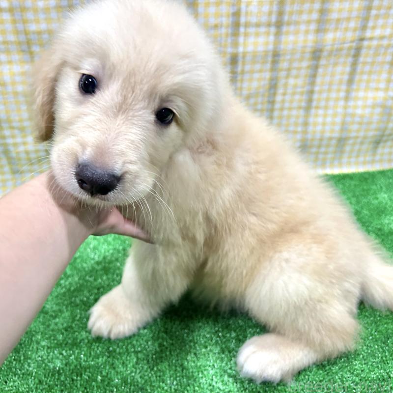 販売中の栃木県のゴールデンレトリーバー-421577の8枚目