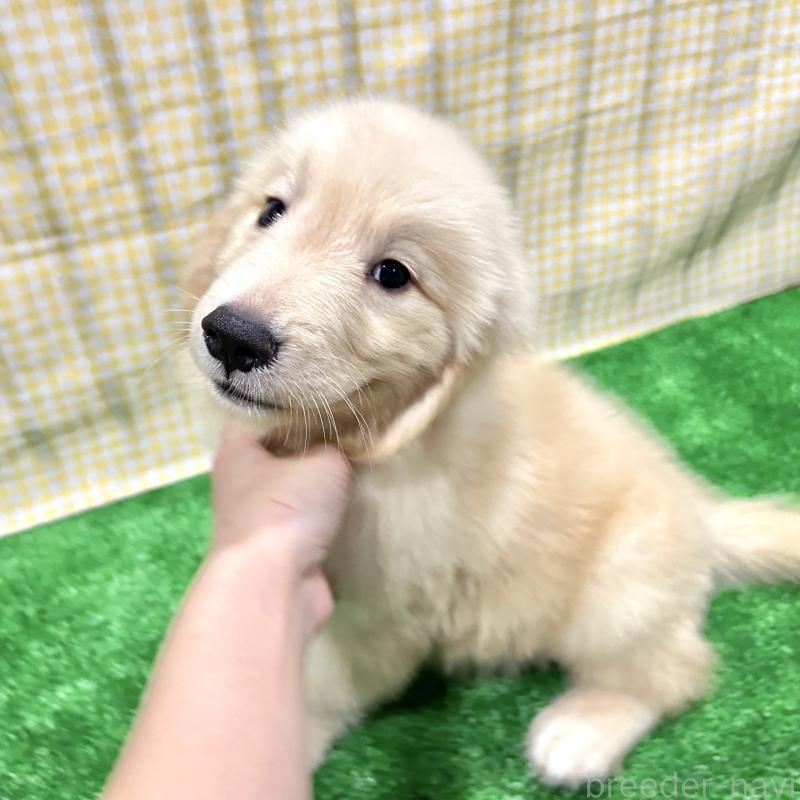 販売中の栃木県のゴールデンレトリーバー-421577の7枚目