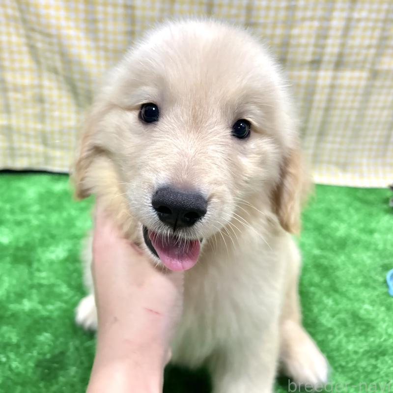 販売中の栃木県のゴールデンレトリーバー-421577の4枚目