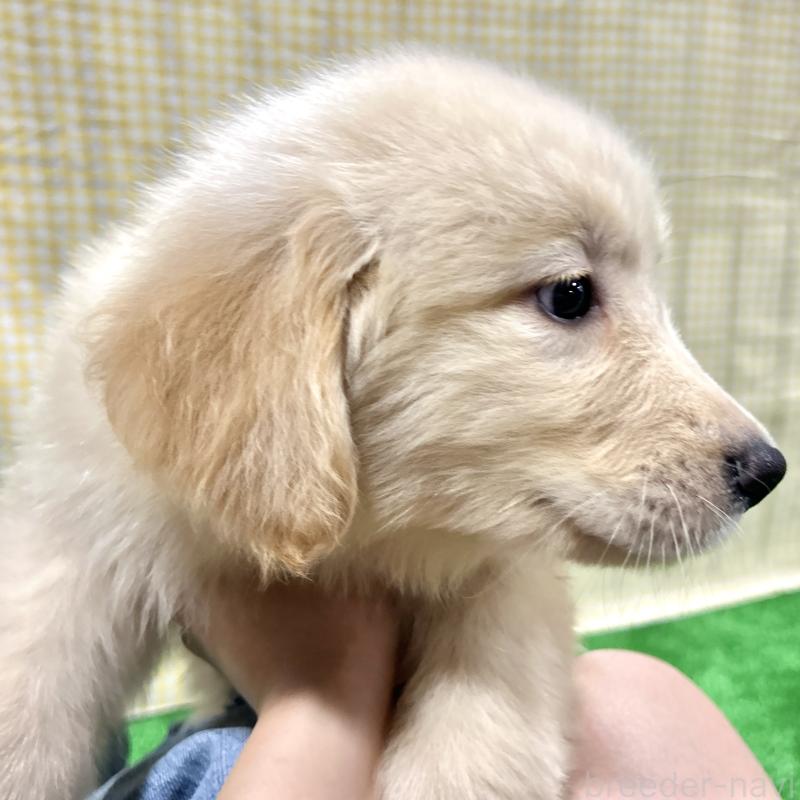 販売中の栃木県のゴールデンレトリーバー-421577の3枚目