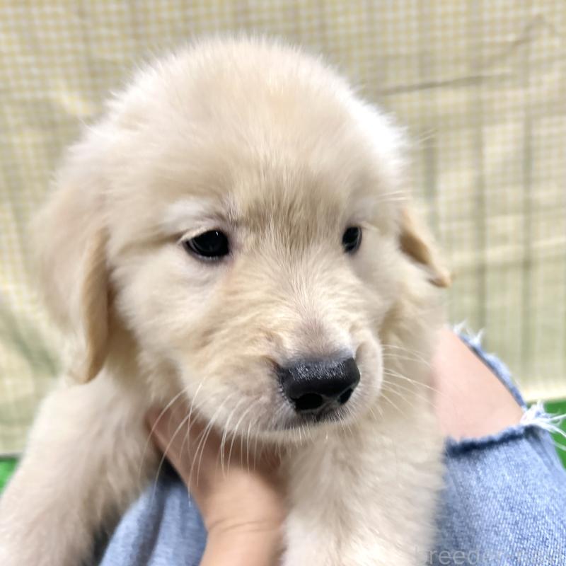 販売中の栃木県のゴールデンレトリーバー-421578の14枚目