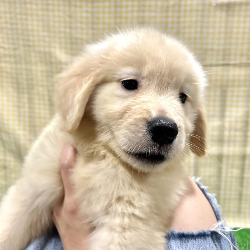販売中の栃木県のゴールデンレトリーバー-421578の13枚目