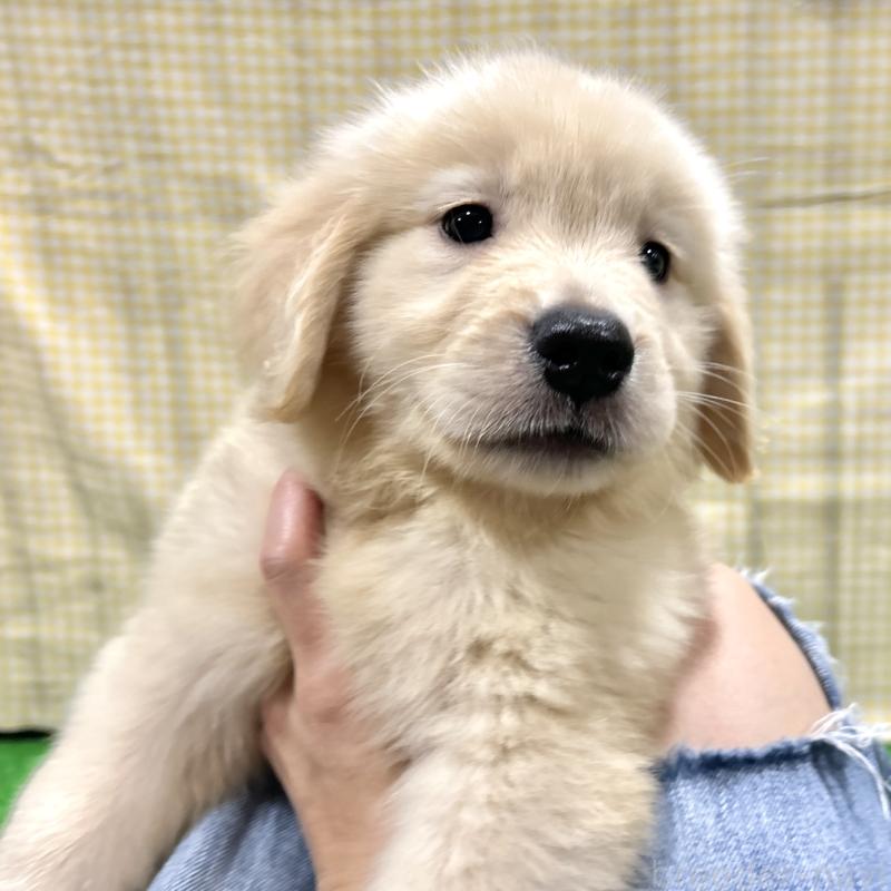 販売中の栃木県のゴールデンレトリーバー-421578の12枚目