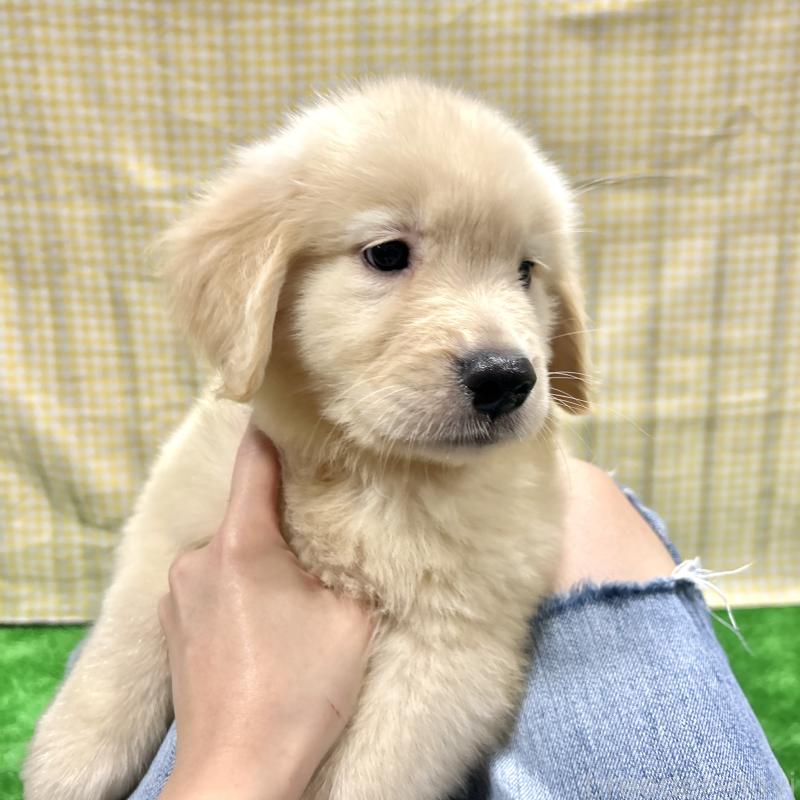 販売中の栃木県のゴールデンレトリーバー-421578の11枚目