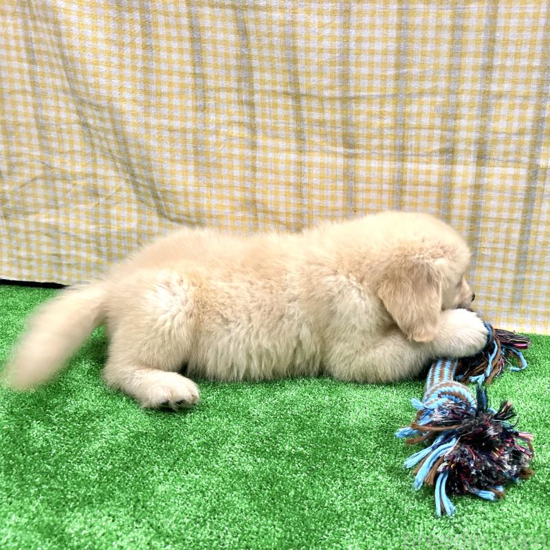 販売中の栃木県のゴールデンレトリーバー-421578の10枚目