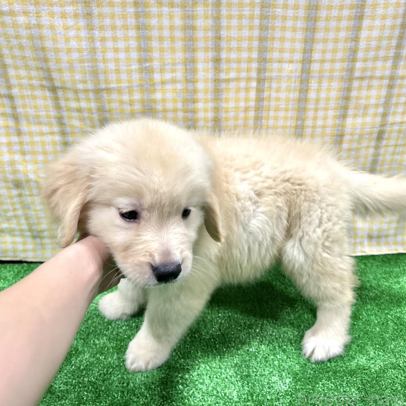 販売中の栃木県のゴールデンレトリーバー-421578の8枚目