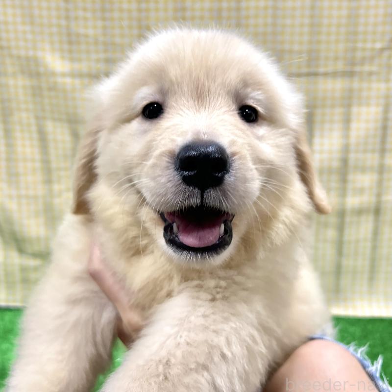 販売中の栃木県のゴールデンレトリーバー-421578の6枚目