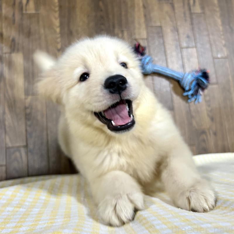 販売中の栃木県のゴールデンレトリーバー-421578の3枚目