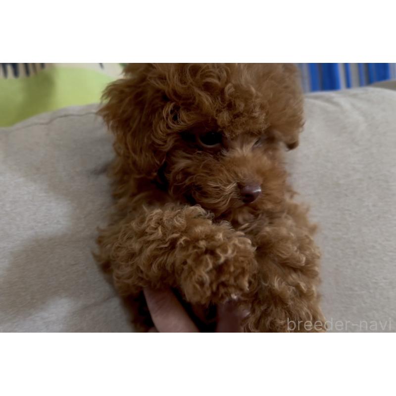 販売中の兵庫県のタイニープードル-415065の2枚目