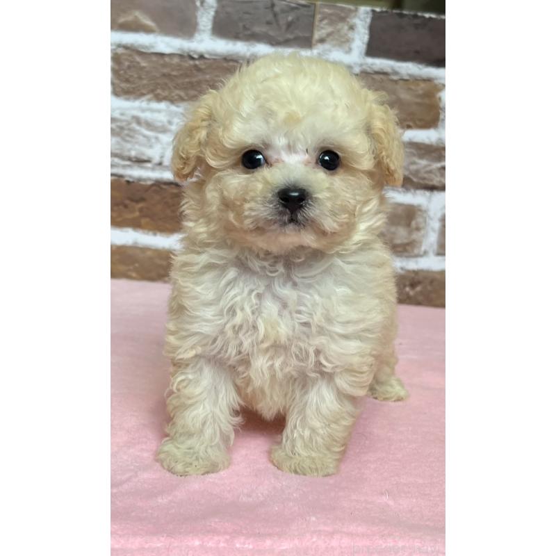 成約済の鹿児島県のタイニープードル-418495の8枚目