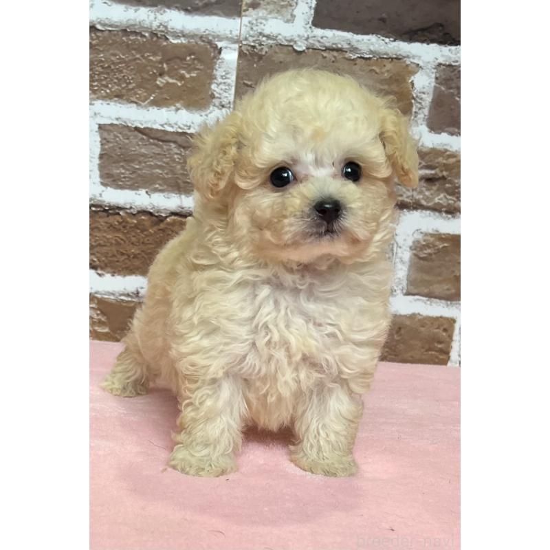 成約済の鹿児島県のタイニープードル-418495の5枚目