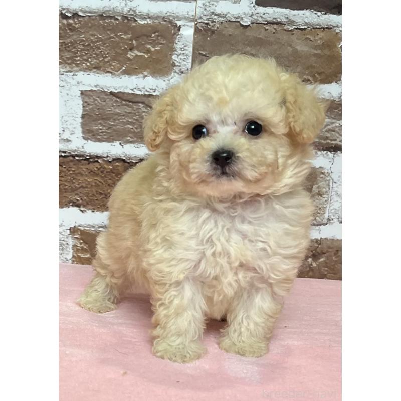 成約済の鹿児島県のタイニープードル-418495の4枚目