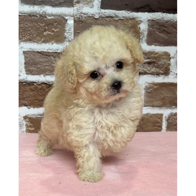 成約済の鹿児島県のタイニープードル-418495の3枚目