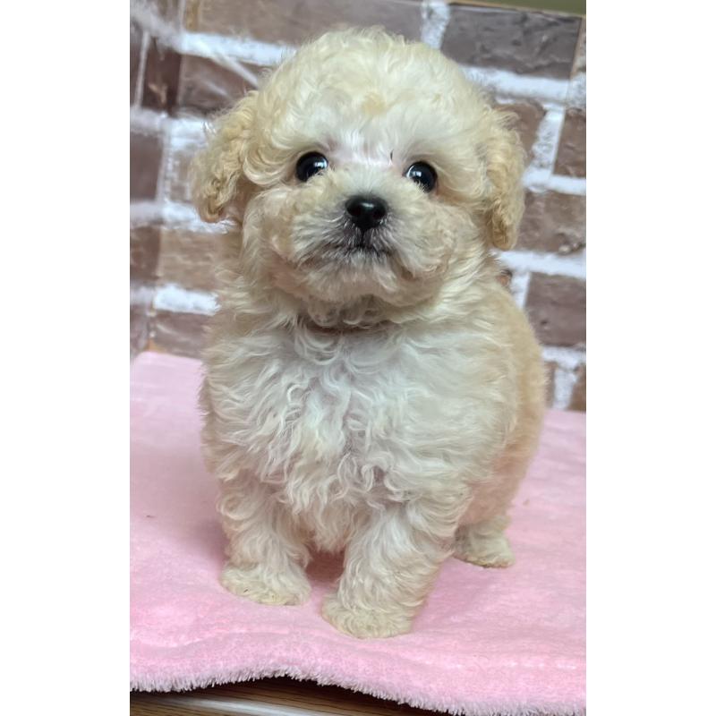 成約済の鹿児島県のタイニープードル-418495の2枚目