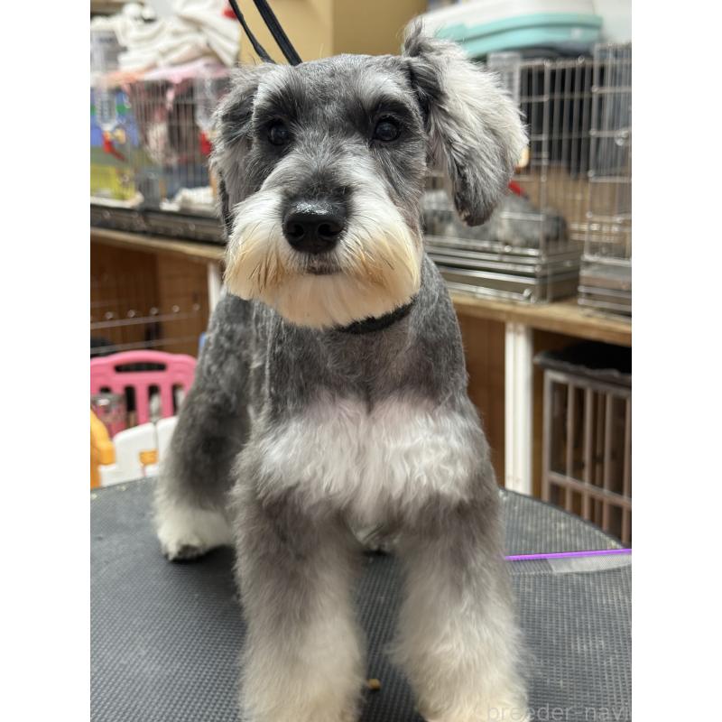 販売中の栃木県のミニチュアシュナウザー-390963の10枚目