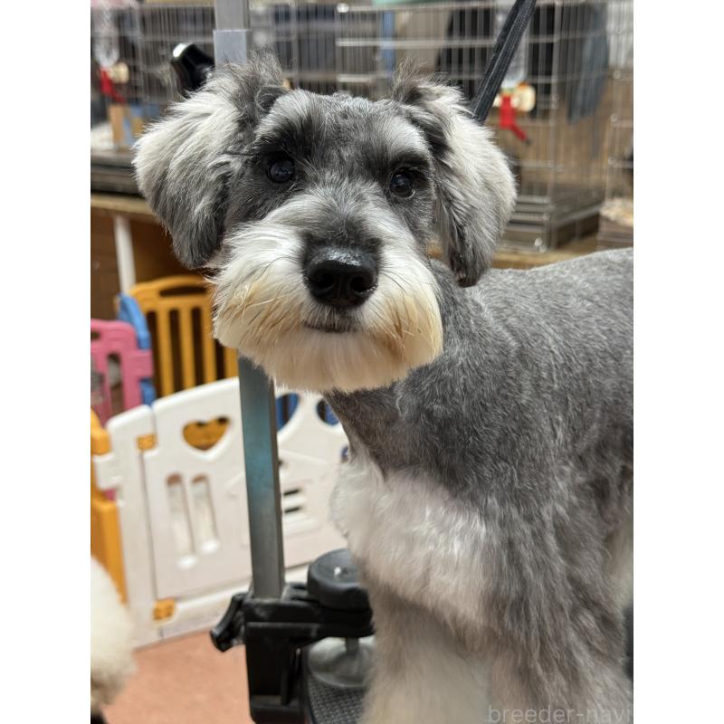 販売中の栃木県のミニチュアシュナウザー-390963の9枚目