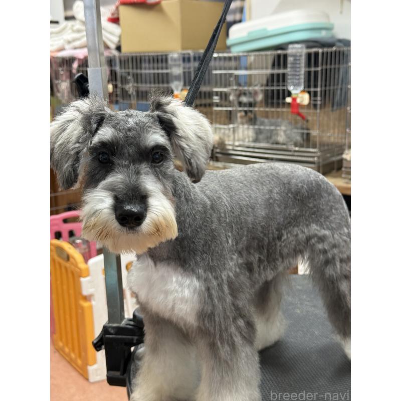 販売中の栃木県のミニチュアシュナウザー-390963の8枚目