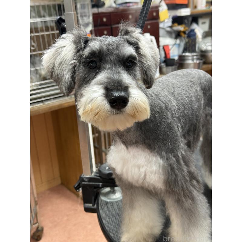 販売中の栃木県のミニチュアシュナウザー-390963の7枚目