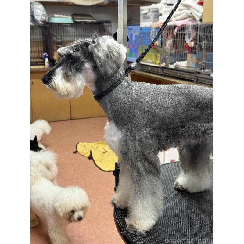 販売中の栃木県のミニチュアシュナウザー-390963の6枚目