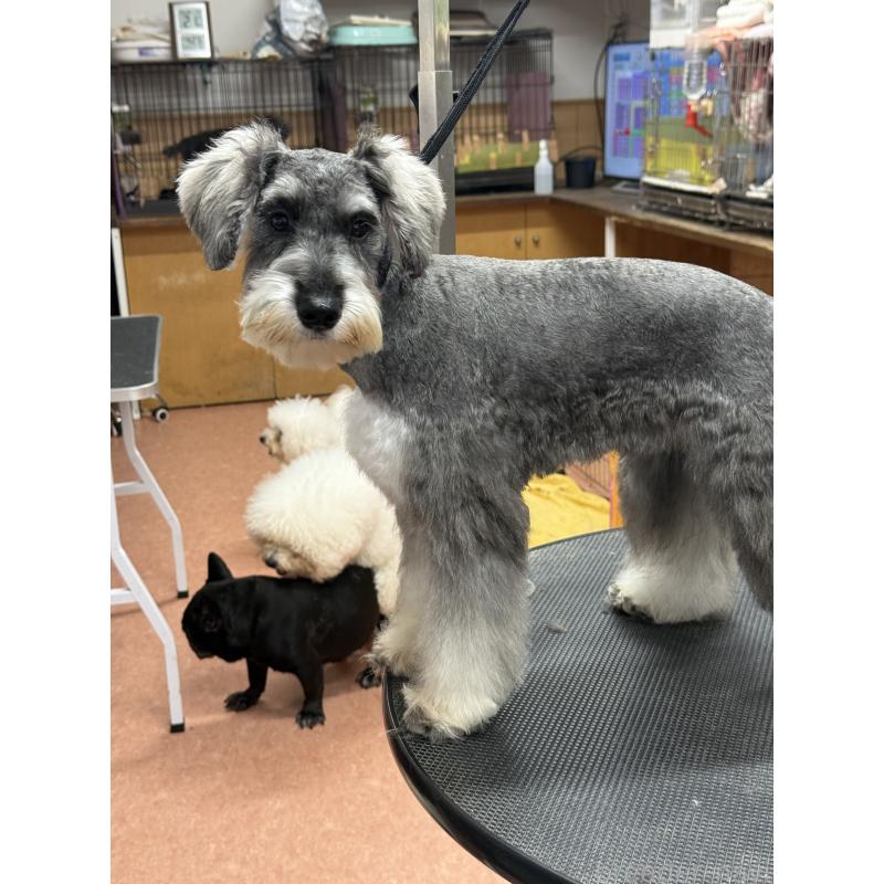 販売中の栃木県のミニチュアシュナウザー-390963の5枚目