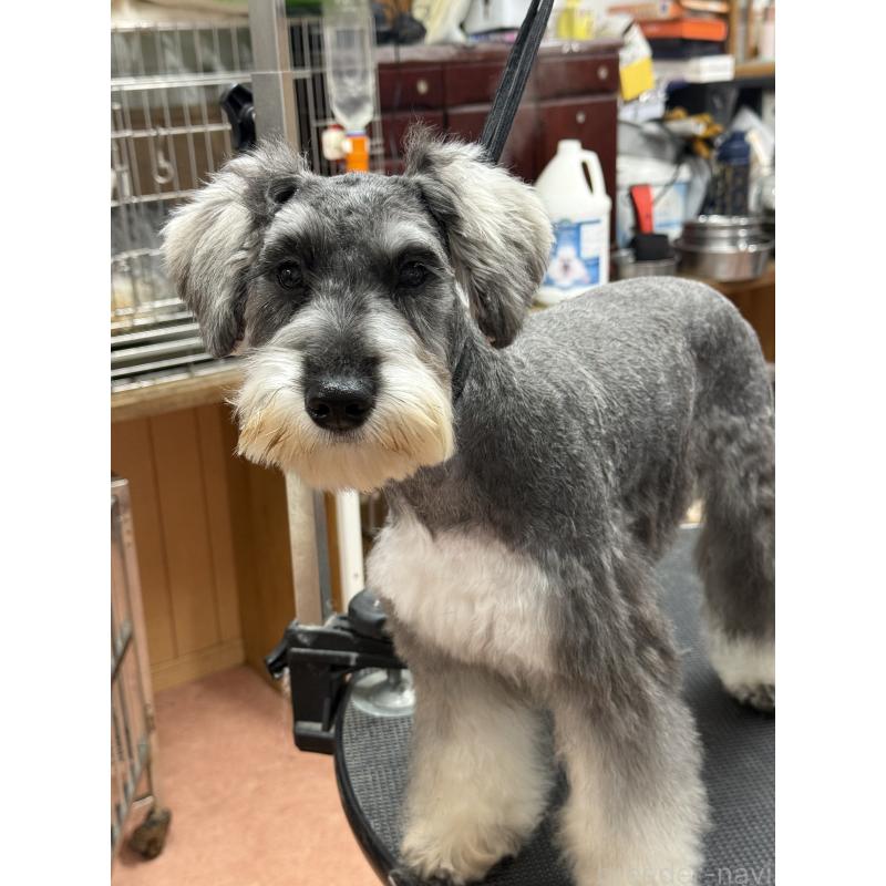 販売中の栃木県のミニチュアシュナウザー-390963の4枚目