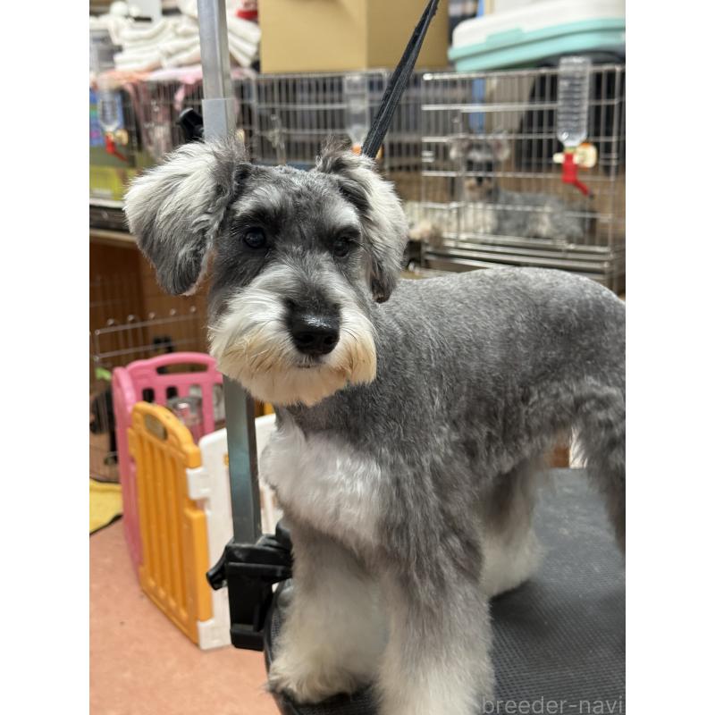 販売中の栃木県のミニチュアシュナウザー-390963の3枚目
