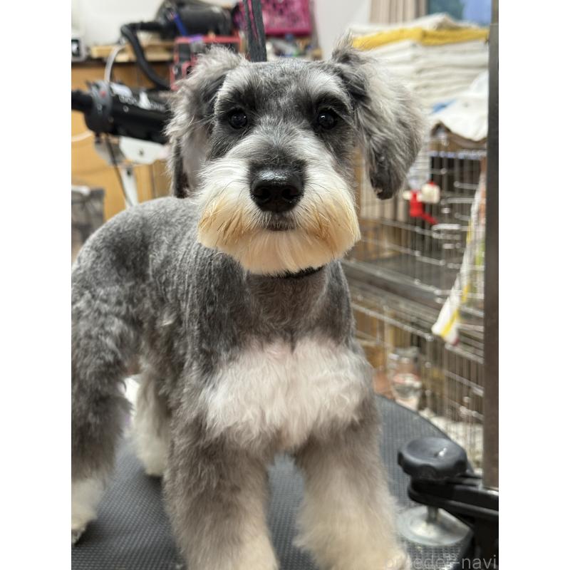 販売中の栃木県のミニチュアシュナウザー-390963の2枚目