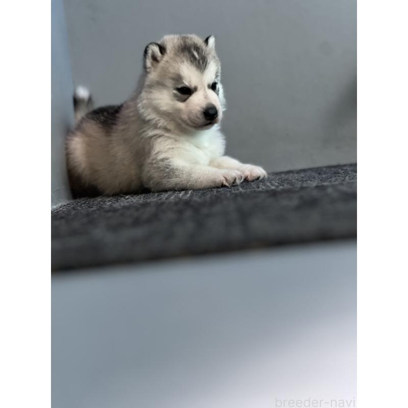 販売中の静岡県のシベリアンハスキー-421543の3枚目