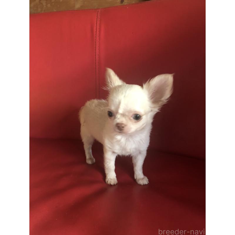 販売中の兵庫県のチワワ(ロングコート)-413797の11枚目