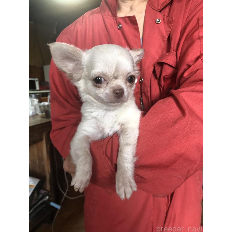 販売中の兵庫県のチワワ(ロングコート)-413797の9枚目