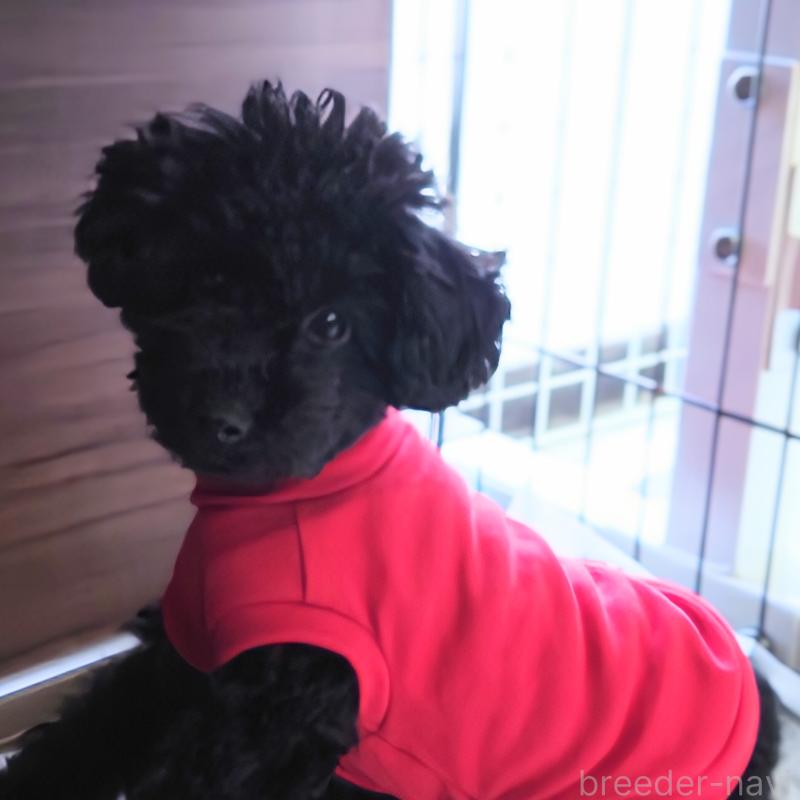 販売中の埼玉県のタイニープードル-399710の2枚目