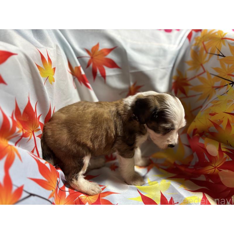 販売中の千葉県のチャイニーズクレステッドドッグ-415234の2枚目