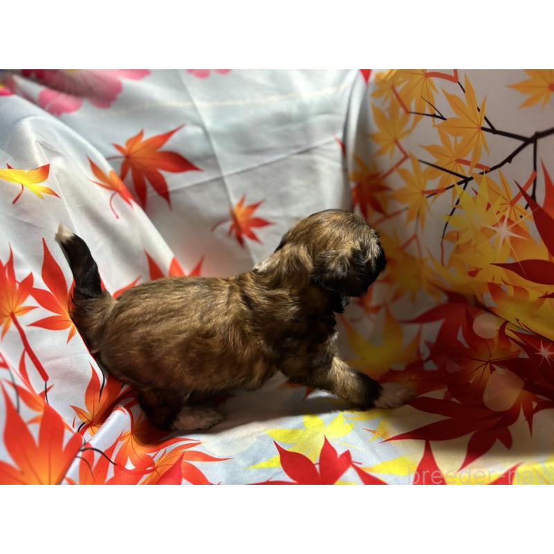 販売中の千葉県のチャイニーズクレステッドドッグ-415233の2枚目