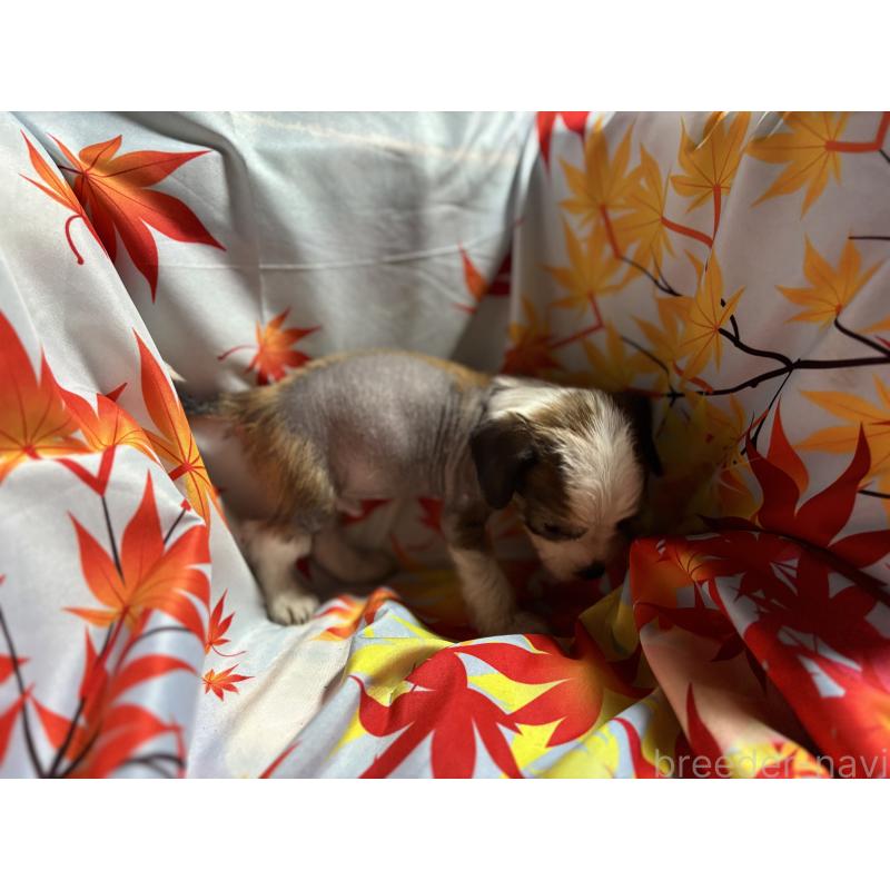 販売中の千葉県のチャイニーズクレステッドドッグ-415230の2枚目