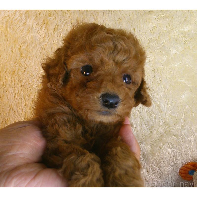 販売中の茨城県のトイプードル-421620の4枚目