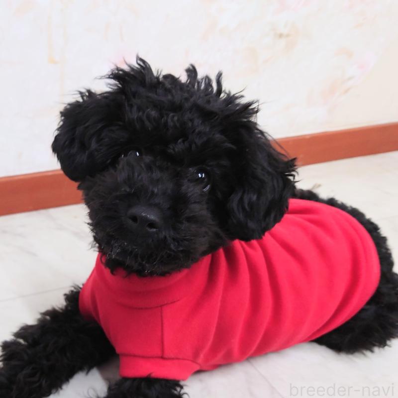 販売中の埼玉県のタイニープードル-399710