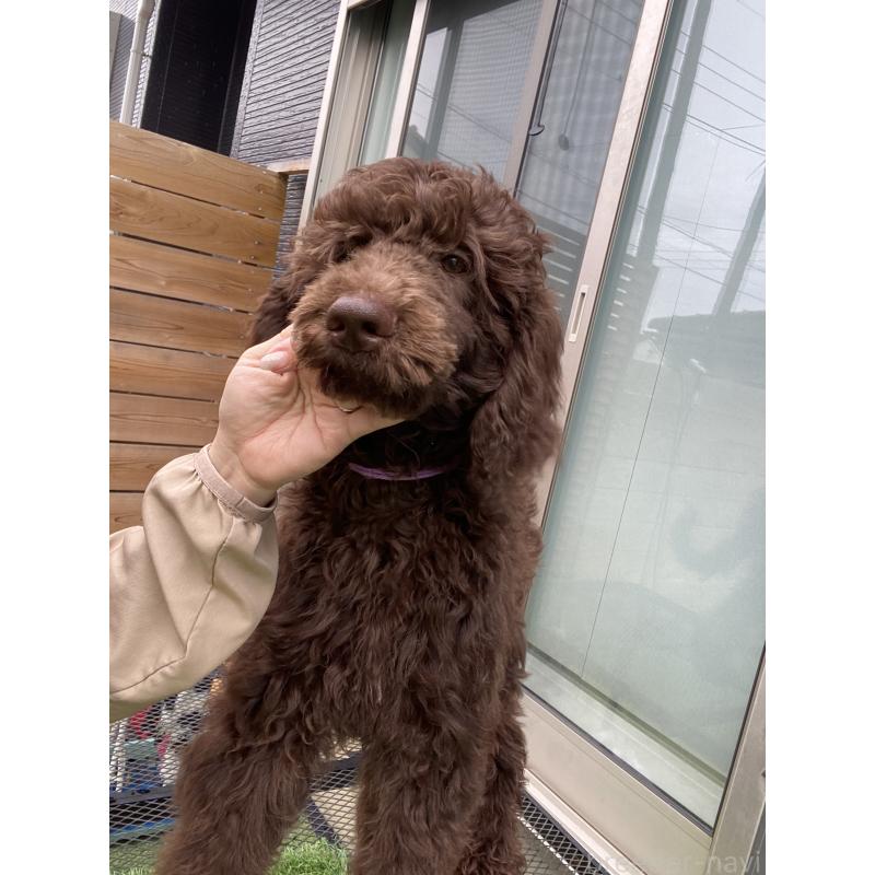 販売中の茨城県のスタンダードプードル-402779の3枚目