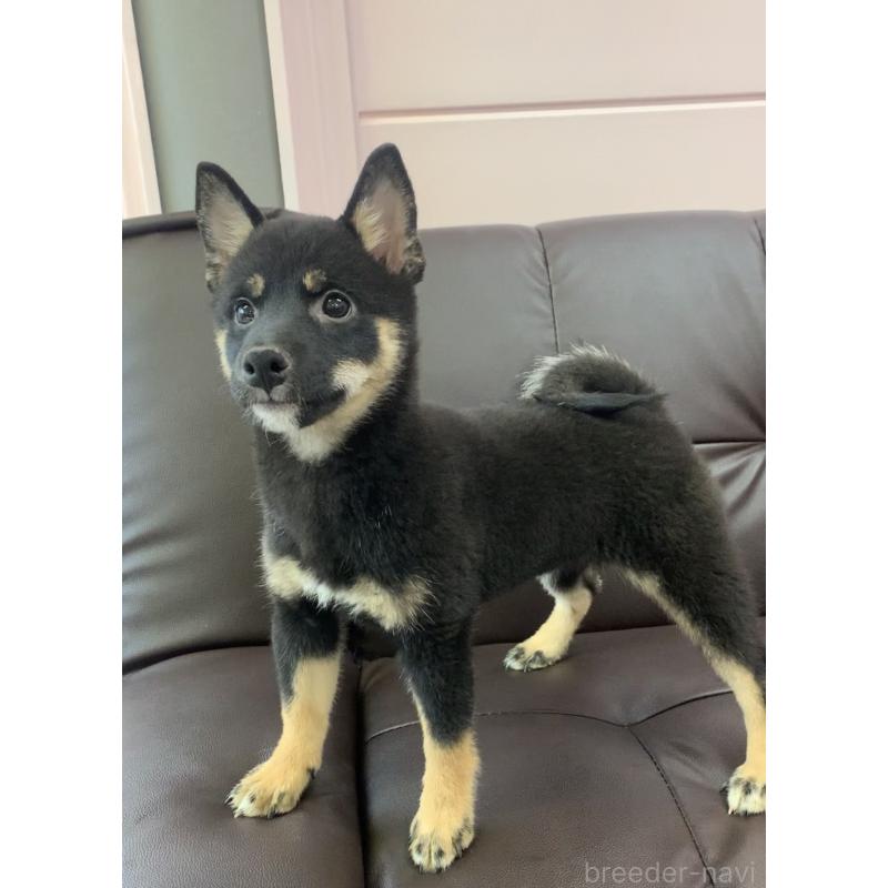 販売中の滋賀県の豆柴-410544