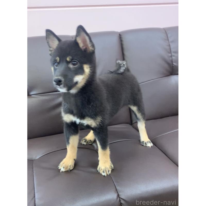 成約済の滋賀県の豆柴-410544の3枚目